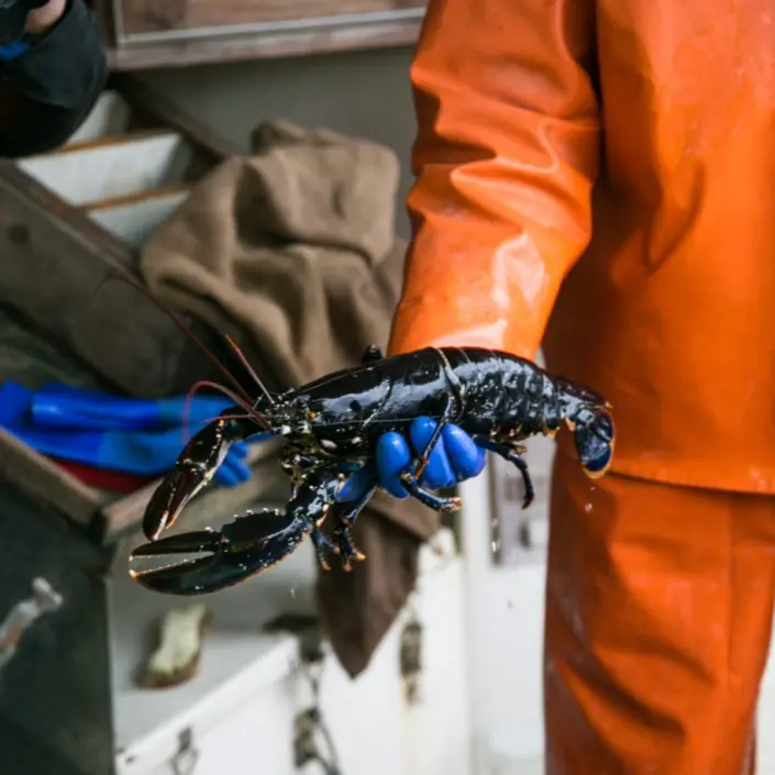 Lobster Fishing