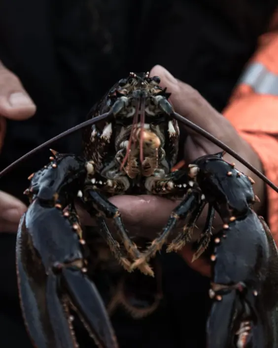 Hummerfiskepaket! Hummerfiskepaket på Hotell Sillen i Lysekil